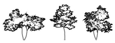 Japon akçaağaç ağaçlarını beyaz zemin üzerine siyah çizgi şeklinde çizer. Doğa, gezegen, ekolojik koruma, güç, dayanıklılık ve güzellik için kavramsal veya kavramsal vektör