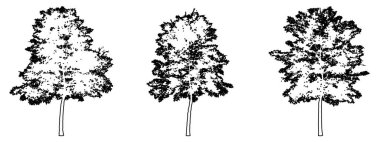 Lacebark Karaağaç koleksiyonunu siyah çizgi olarak beyaz arkaplana siluet çizer. Doğa, gezegen, ekolojik koruma, güç, dayanıklılık ve güzellik için kavramsal veya kavramsal vektör