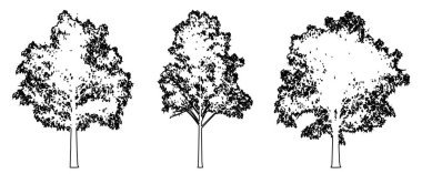 Mavi Sakız ağaçlarını beyaz arkaplana siyah çizgi şeklinde çizin. Doğa, gezegen, ekolojik koruma, güç, dayanıklılık ve güzellik için kavramsal veya kavramsal vektör