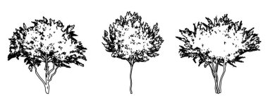 Crape Myrtle ağaçlarını beyaz arkaplana siyah bir çizgi çizerek veya bir araya getirerek siluet çizerek. Doğa, gezegen, ekolojik koruma, güç, dayanıklılık ve güzellik için kavramsal veya kavramsal vektör