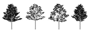 Amerikan Sycamore ağaçlarının beyaz zemin üzerine siyah çizgi şeklinde çizilmiş silueti seti veya koleksiyonu. Doğa, gezegen, ekolojik koruma, güç, dayanıklılık ve güzellik için kavramsal veya kavramsal vektör