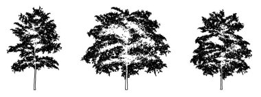 Japon akçaağaç ağaçlarını beyaz zemin üzerine siyah çizgi şeklinde çizer. Doğa, gezegen, ekolojik koruma, güç, dayanıklılık ve güzellik için kavramsal veya kavramsal vektör