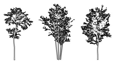 Evergreen Ash ağaçlarını siyah çizgi olarak beyaz arkaplana siluet çizerek ayarla ya da koleksiyonunu yap. Doğa, gezegen, ekolojik koruma, güç, dayanıklılık ve güzellik için kavramsal veya kavramsal vektör