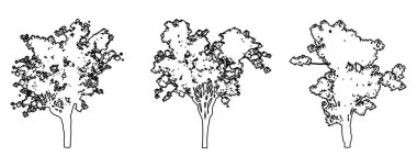 Jacaranda ağaçlarını siyah çizgi olarak beyaz arkaplana siluet çizer ya da düzenler. Doğa, gezegen, ekolojik koruma, güç, dayanıklılık ve güzellik için kavramsal veya kavramsal vektör