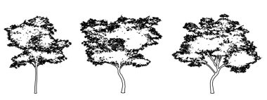 Japon akçaağaç ağaçlarını beyaz zemin üzerine siyah çizgi şeklinde çizer. Doğa, gezegen, ekolojik koruma, güç, dayanıklılık ve güzellik için kavramsal veya kavramsal vektör