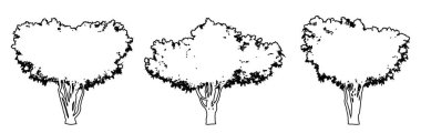 Crape Myrtle ağaçlarını beyaz arkaplana siyah bir çizgi çizerek veya bir araya getirerek siluet çizerek. Doğa, gezegen, ekolojik koruma, güç, dayanıklılık ve güzellik için kavramsal veya kavramsal vektör