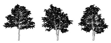 Çiçekli Dogwood ağaçlarının koleksiyonunu siyah çizgi olarak beyaz arkaplana çizerek oluşturun. Doğa, gezegen, ekolojik koruma, güç, dayanıklılık ve güzellik için kavramsal veya kavramsal vektör