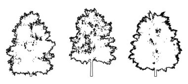 Beyaz arkaplana siyah çizgi şeklinde siluet çizen Avrupa Kül ağaçlarının bir koleksiyonunu veya setini yapın. Doğa, gezegen, ekolojik koruma, güç, dayanıklılık ve güzellik için kavramsal veya kavramsal vektör