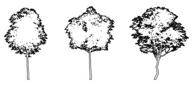 Londra Uçak Ağaçları 'nı siyah çizgi olarak beyaz arka plana siluet çizer ya da düzenler. Doğa, gezegen, ekolojik koruma, güç, dayanıklılık ve güzellik için kavramsal veya kavramsal vektör