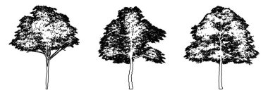 Konara Oak ağaçlarının koleksiyonunu siyah çizgi olarak beyaz arkaplan üzerine çizer. Doğa, gezegen, ekolojik koruma, güç, dayanıklılık ve güzellik için kavramsal veya kavramsal vektör