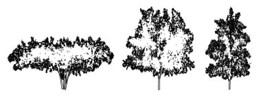 Japon akçaağaç ağaçlarını beyaz zemin üzerine siyah çizgi şeklinde çizer. Doğa, gezegen, ekolojik koruma, güç, dayanıklılık ve güzellik için kavramsal veya kavramsal vektör