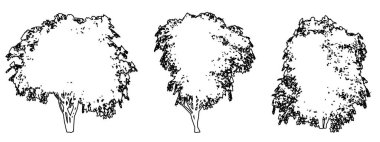 Japon kamelya ağaçlarını siyah çizgi olarak beyaz arkaplana siluet çizerek dizin veya toplayın. Doğa, gezegen, ekolojik koruma, güç, dayanıklılık ve güzellik için kavramsal veya kavramsal vektör