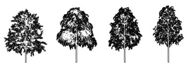 Avrupa Beyaz Huş ağaçlarının toplanması siyah çizgi olarak beyaz arka plana siluet çiziyor. Doğa, gezegen, ekolojik koruma, güç, dayanıklılık ve güzellik için kavramsal veya kavramsal vektör