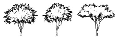 Crape Myrtle ağaçlarını beyaz arkaplana siyah bir çizgi çizerek veya bir araya getirerek siluet çizerek. Doğa, gezegen, ekolojik koruma, güç, dayanıklılık ve güzellik için kavramsal veya kavramsal vektör