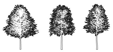 Avrupalı ıhlamur ağaçlarının beyaz arkaplana siyah çizgi şeklinde çizilmesi veya toplanması. Doğa, gezegen, ekolojik koruma, güç, dayanıklılık ve güzellik için kavramsal veya kavramsal vektör