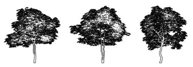 Çiçekli Dogwood ağaçlarının koleksiyonunu siyah çizgi olarak beyaz arkaplana çizerek oluşturun. Doğa, gezegen, ekolojik koruma, güç, dayanıklılık ve güzellik için kavramsal veya kavramsal vektör