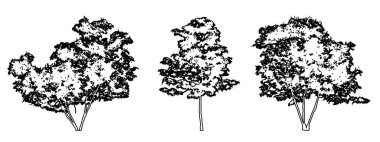 Japon akçaağaç ağaçlarını beyaz zemin üzerine siyah çizgi şeklinde çizer. Doğa, gezegen, ekolojik koruma, güç, dayanıklılık ve güzellik için kavramsal veya kavramsal vektör