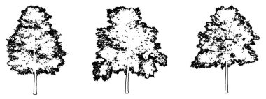 Lacebark Karaağaç koleksiyonunu siyah çizgi olarak beyaz arkaplana siluet çizer. Doğa, gezegen, ekolojik koruma, güç, dayanıklılık ve güzellik için kavramsal veya kavramsal vektör