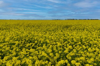 Normandiya, Fransa Çıkartma Günü Sahilleri