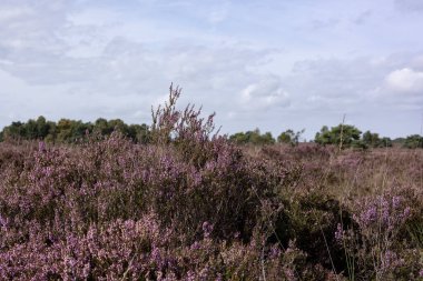 Hollanda Doğa Koruma Alanı 'nda çiçek açan pembe Heather.