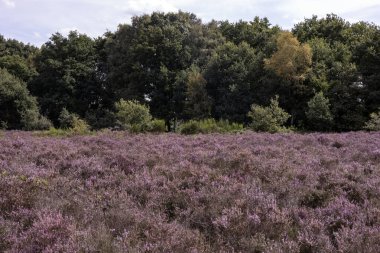 Hollanda Doğa Koruma Alanı 'nda çiçek açan pembe Heather.
