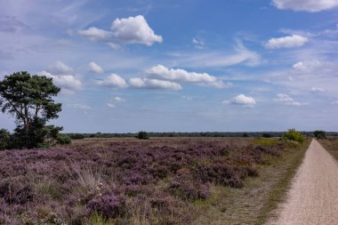 Hollanda Doğa Koruma Alanı 'nda çiçek açan pembe Heather.
