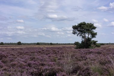 Hollanda Doğa Koruma Alanı 'nda çiçek açan pembe Heather.