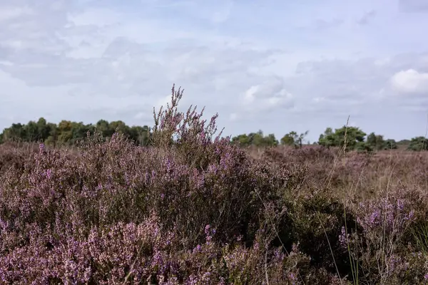 Hollanda Doğa Koruma Alanı 'nda çiçek açan pembe Heather.