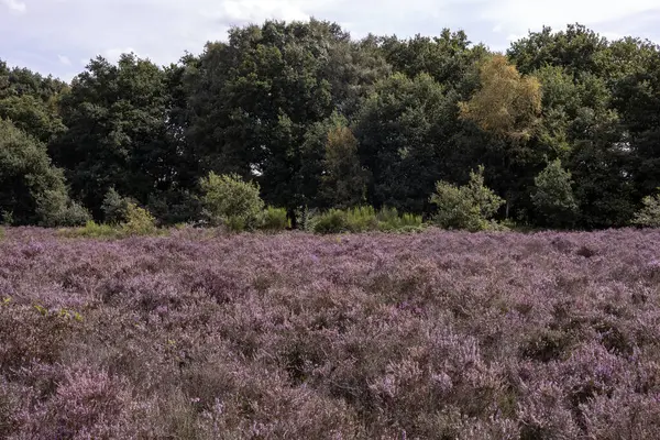 Hollanda Doğa Koruma Alanı 'nda çiçek açan pembe Heather.