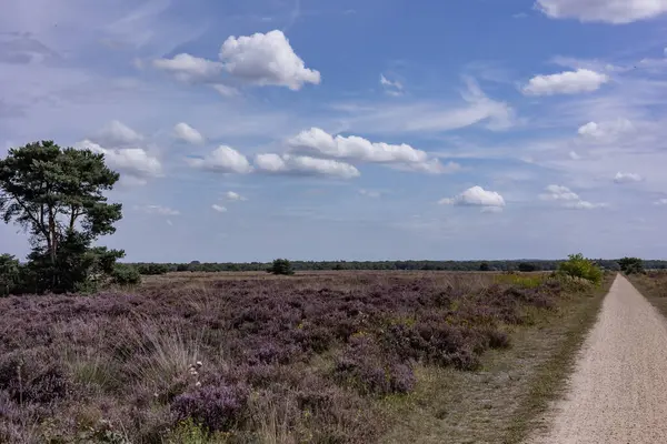 Hollanda Doğa Koruma Alanı 'nda çiçek açan pembe Heather.