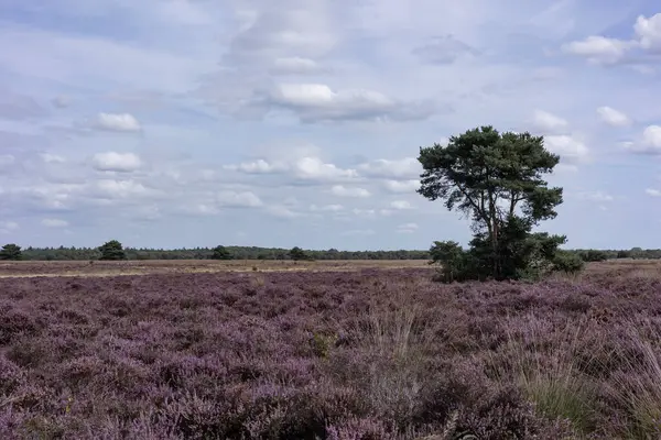 Hollanda Doğa Koruma Alanı 'nda çiçek açan pembe Heather.