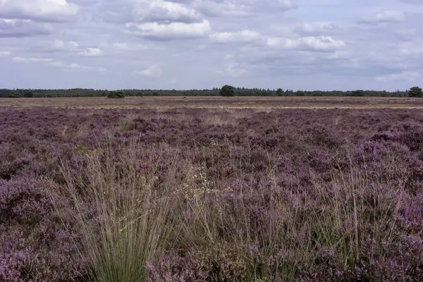 Hollanda Doğa Koruma Alanı 'nda çiçek açan pembe Heather.
