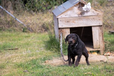 Kara melez bir köpek, ahşap bir evin önünde zincirlenmiş ve üzgün bir haldeyken insanın en iyi arkadaşının üzgün hayatını gösteriyor.