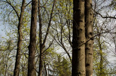 Yaprakları olmayan bir orman çünkü bahar henüz gelmedi. Ağaçlar yeşillikten yoksun ve baharın güzel yeşil yapraklar yetiştirmesini bekliyorlar.