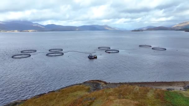 Zeeboerderij Aquacultuur Netten Gebruikt Voor Intensieve Viskweek — Stockvideo