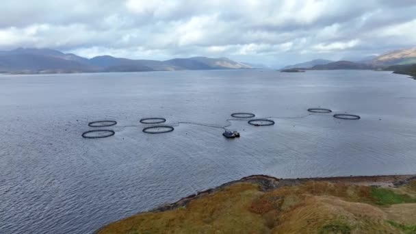 Jaringan Akuakultur Peternakan Laut Digunakan Untuk Pertanian Ikan Intensif — Stok Video