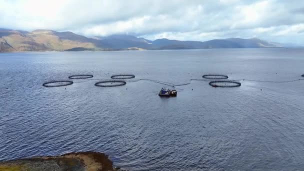 Sea Farm Aquaculture Nets Used Intensive Fish Farming — Stock Video