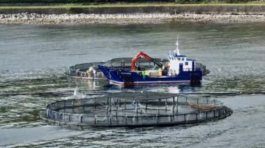 Aquaculture Sea Farm for the Food Market 'ten Balık Yakalandı