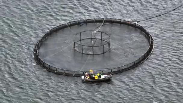 Filets Aquaculture Mer Utilisés Pour Élevage Intensif Poissons — Video