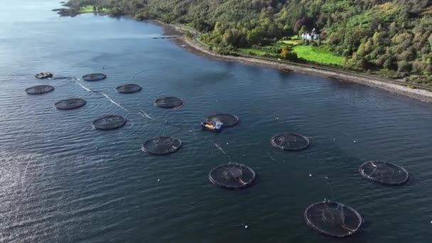 Okyanustaki Deniz Çiftliği Kültürü Ağları Yoğun Balık Çiftliği Çin Kullanılıyor — Stok video