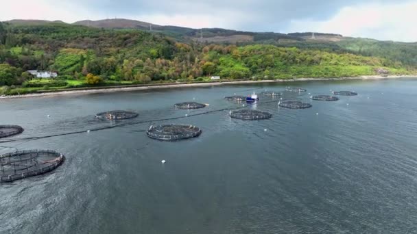 Intenzív Haltenyésztésre Használt Tengeri Halgazdaságok Akvakultúra Hálózatai Óceánban — Stock videók