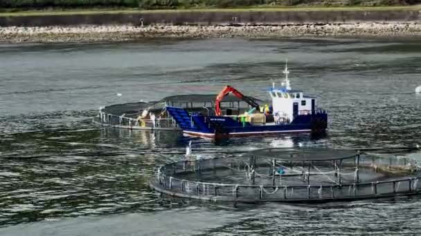 Arbeiter Auf Einem Boot Das Fische Aus Einer Aquakultur Meeresfarm — Stockvideo