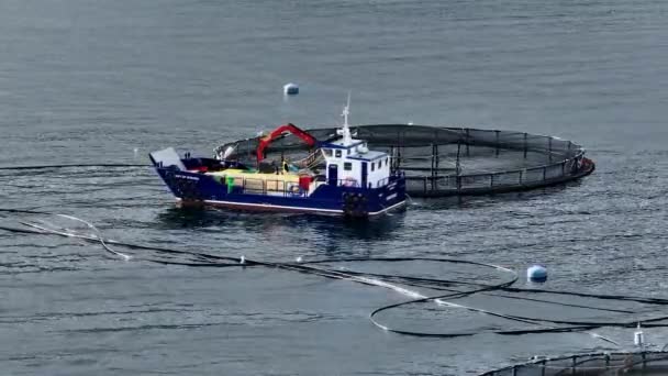 Egy Intenzív Akvakultúra Tengeri Halgazdaságból Származó Csónakba Fogott Halak Munkavállalói — Stock videók