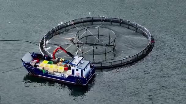 Workers Boat Catching Fish Intensive Aquaculture Sea Farm — Stock Video