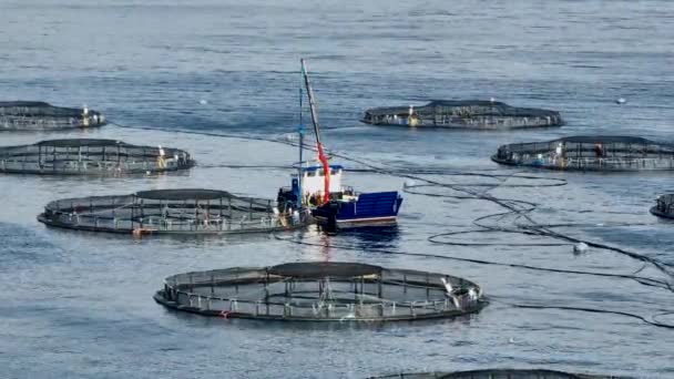 Aquaculture Sea Farm Food Market Ten Balık Yakalandı — Stok video