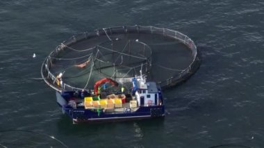 Aquaculture Sea Farm for the Food Market 'ten Balık Yakalandı