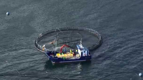 Lavoratori Bordo Una Barca Che Catturano Pesce Una Fattoria Acquacoltura — Video Stock