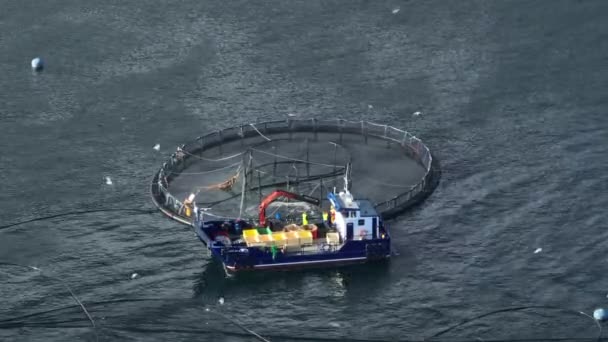 Fish Being Caught Aquaculture Sea Farm Food Market — Stock Video