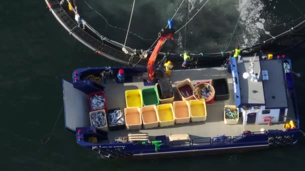 Arbeiter Fangen Fische Aus Einer Aquakultur Meeresfarm Für Nahrungsmittel — Stockvideo
