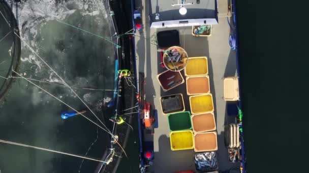 Pekerja Menangkap Ikan Dari Peternakan Laut Akuakultur Untuk Makanan — Stok Video